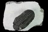 Adrisiops Weugi Trilobite - Recently Described Phacopid #165901-1